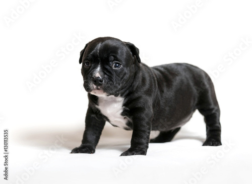 Puppy American bullies