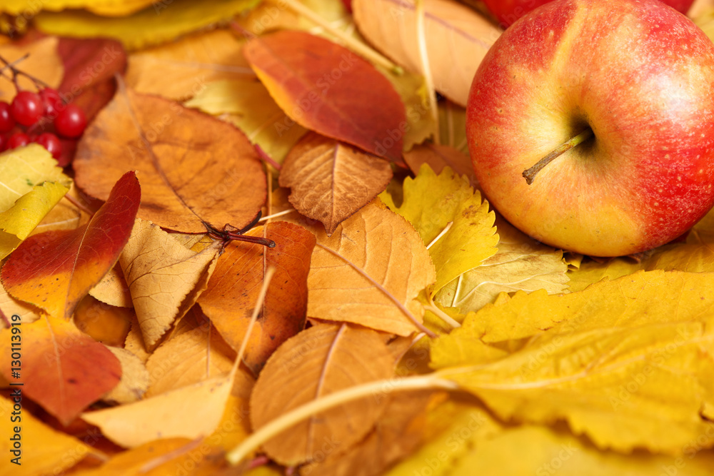 autumn background, red apple on yellow fallen leaves, abstract decoration in country style autumn background, red apple on yellow fallen leaves, abstract decoration in country style