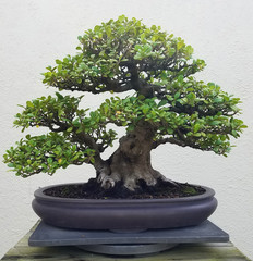 Acrylglasbilder Bonsai Penjing mit Miniatur-Ficus in Schale  © 3000ad