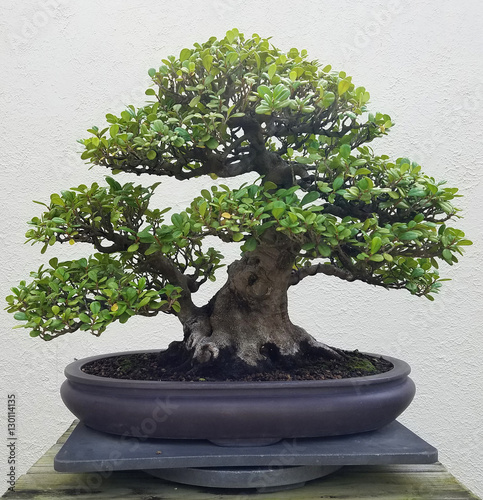 Bonsai and Penjing landscape with miniature ficus tree in a tray
