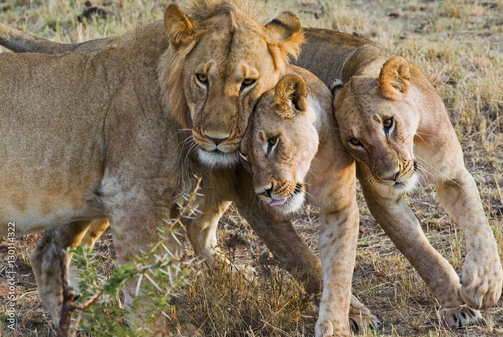 Young lions (Panthera leo), Masai Mara National Reserve, Kenya Young lions (Panthera leo), Masai Mara National Reserve, Kenya