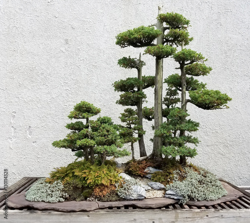 Bonsai and Penjing landscape with miniature evergreen trees in a tray