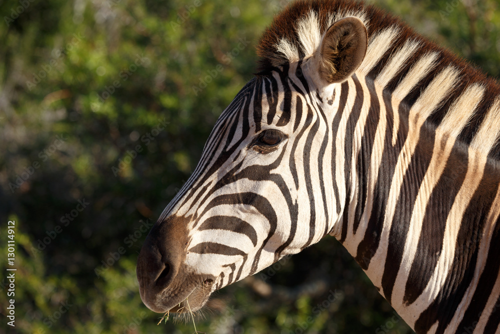Fototapeta premium Burchell's Zebra eating on a leave