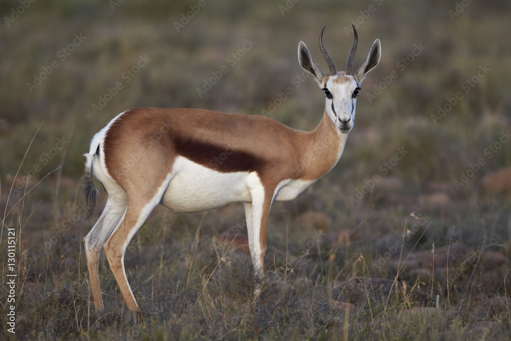 Female springbok (Antidorcas marsupialis), Mountain Zebra National Park Female springbok (Antidorcas marsupialis), Mountain Zebra National Park