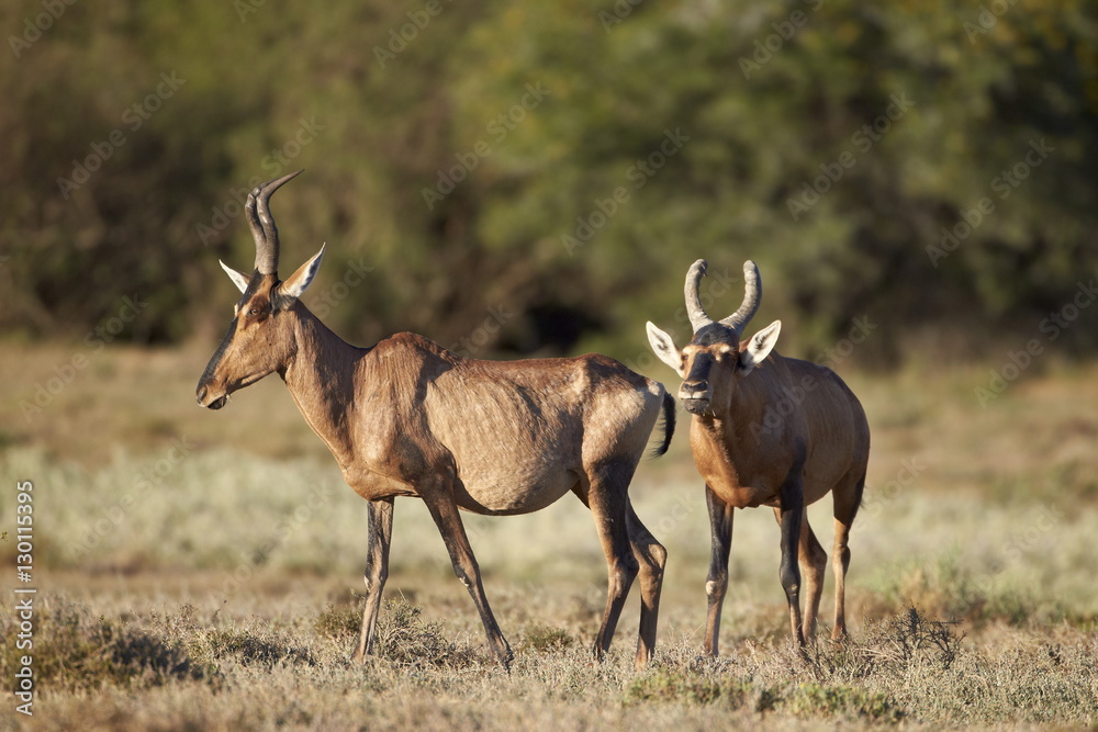 Red hartebeest (Alcelaphus buselaphus) male following a female, Mountain Zebra National Park 