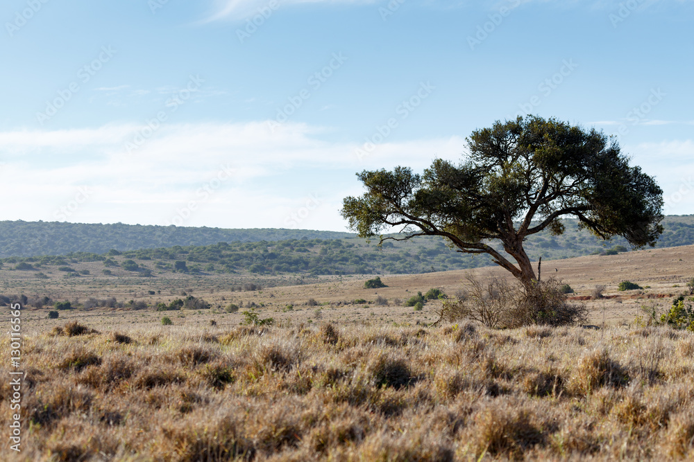 Shade Tree on the right .