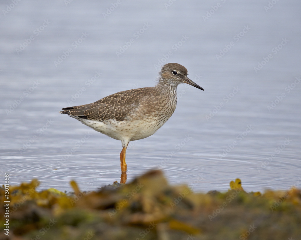 Common Redshank (Redshank) (Tringa totanus), Iceland Common Redshank (Redshank) (Tringa totanus), Iceland