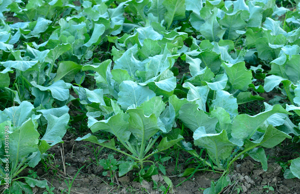 Cauliflower fields Cauliflower fields
