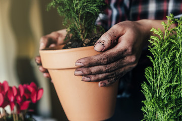 Woman's hands transplanting plant.