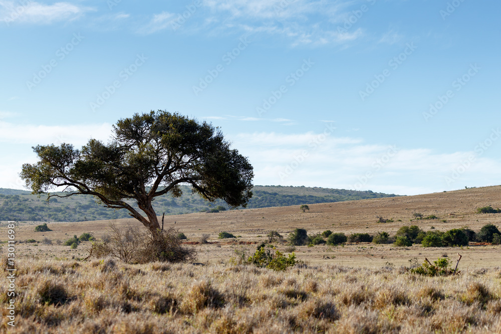 Shade Tree on the left