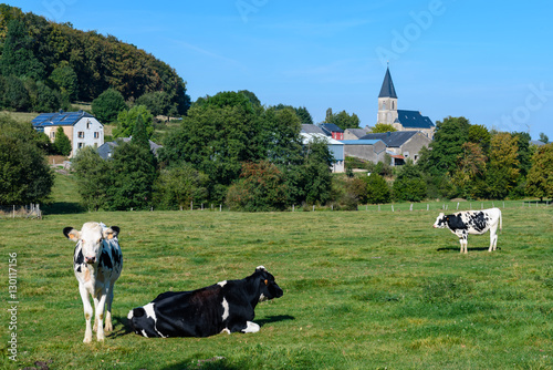 Ardennes. Cows in meadow with village of Habergy  on background. Luxembourg province, Ardennes, Belgium. photo