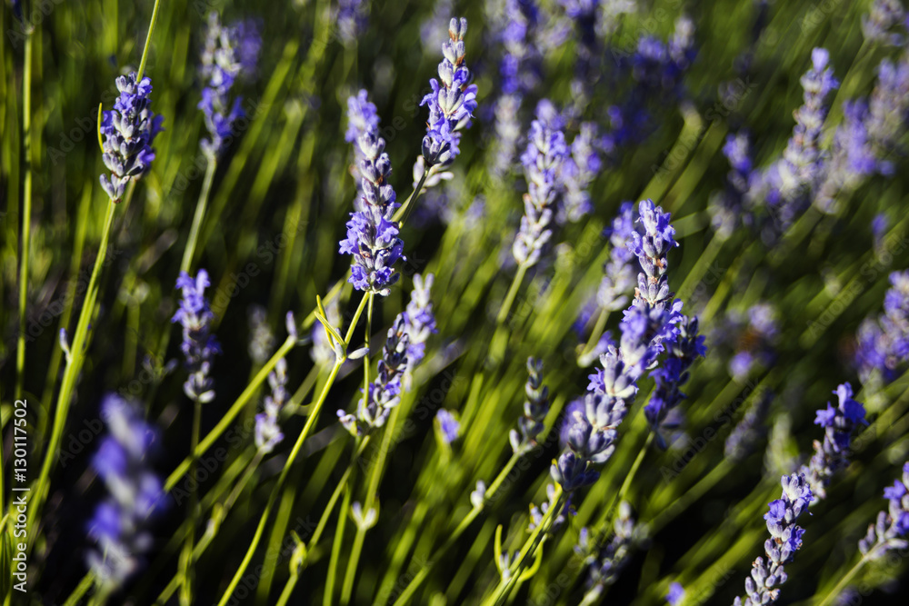 Obraz premium Dalmatian lavender