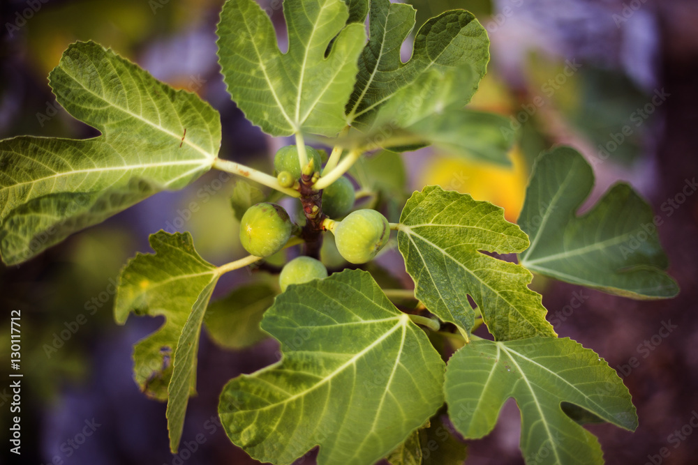 Organic dalmatian fig tree Organic dalmatian fig tree