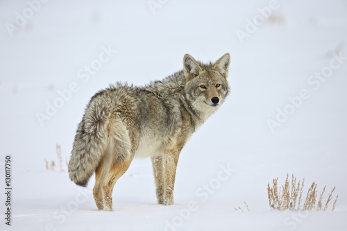 Coyote (Canis latrans) in the snow, Yellowstone National Park, Wyoming photo