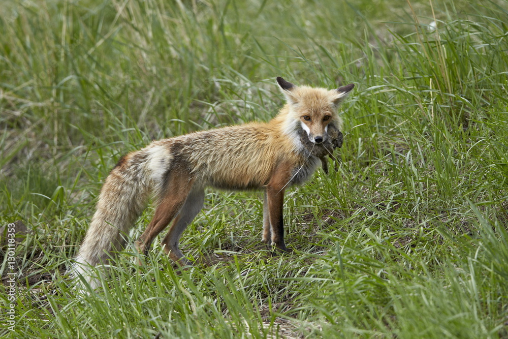 Red Fox (Vulpes vulpes) (Vulpes fulva) with prey, Yellowstone National Park, Wyoming Red Fox (Vulpes vulpes) (Vulpes fulva) with prey, Yellowstone National Park, Wyoming