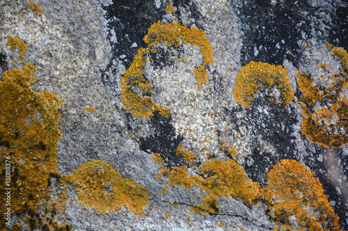 Stone wiss moss as a background photo