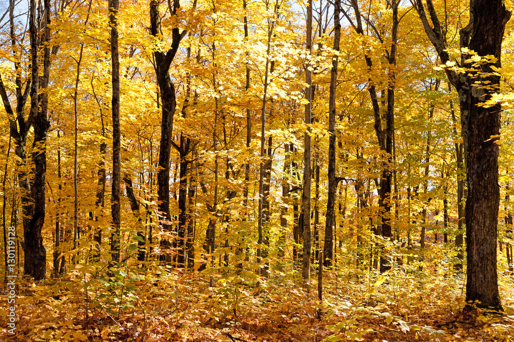 Fototapeta premium Herbstpanorama