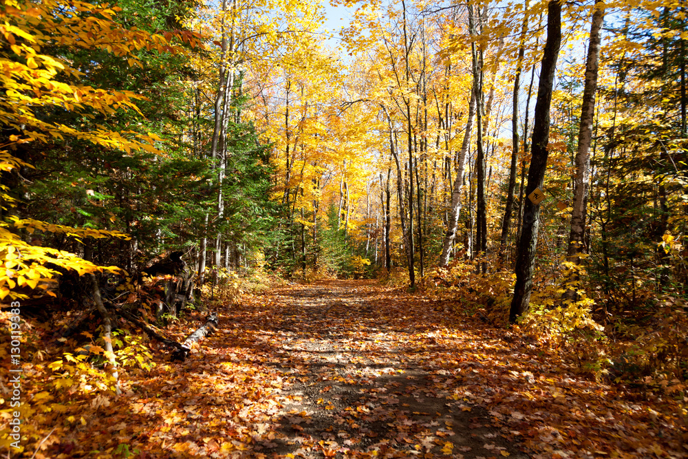 Obraz premium Herbstlaubfärbung