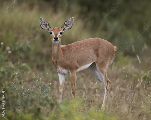 Female Steenbok (Raphicerus campestris), Kruger National Park  photo