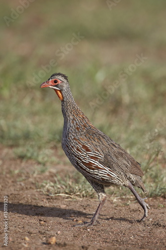 Grey-breasted spurfowl (gray-breasted spurfowl) (grey-breasted francoli) (gray-breasted francolin) (Francolinus rufopictus), Serengeti National Park, Tanzania photo