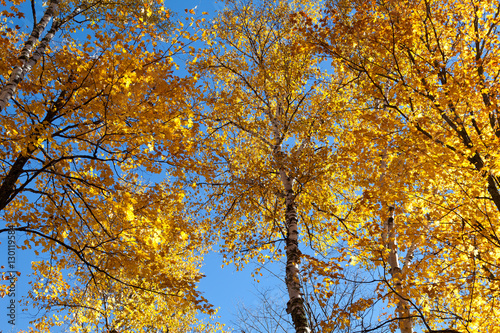 Herbstlaubfärbung