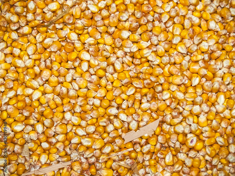 Natural texture of corn Natural texture of corn