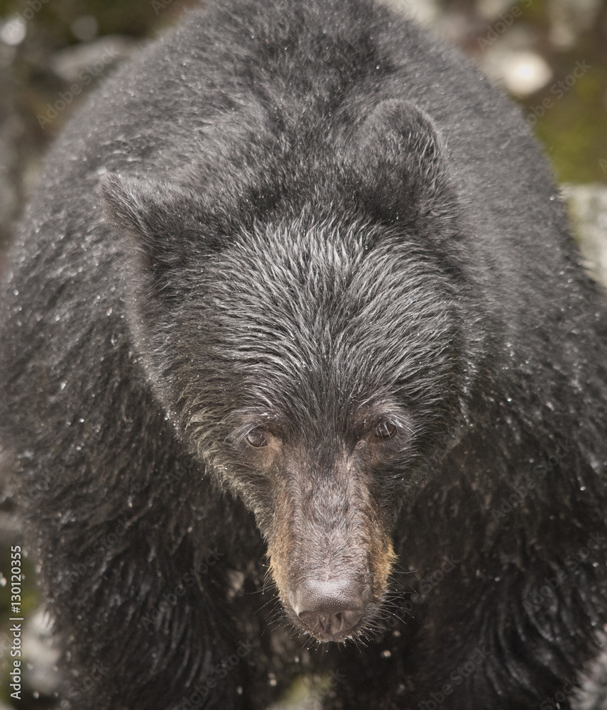 Extreme Black Bear Closeup, Anan Creek, Alaska Extreme Black Bear Closeup, Anan Creek, Alaska