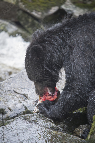 Black Bear Eating Salmon, Anan Creek, Alaska