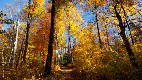 Birkenwald Panorama