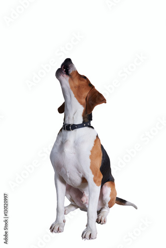 Beagle dog is singing isolated on white background.