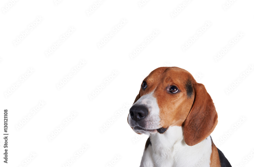 Close up portrait of dog with showing inquisitive look. a naughty dog isolated on white background. Copy space for advertising text.
