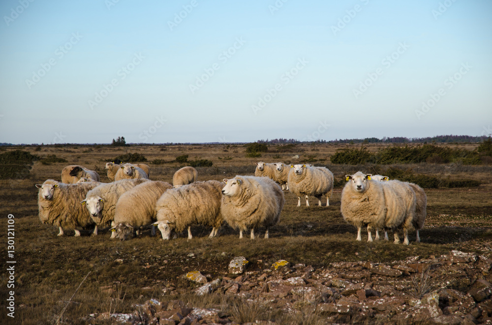 Flock of grazing sheeps