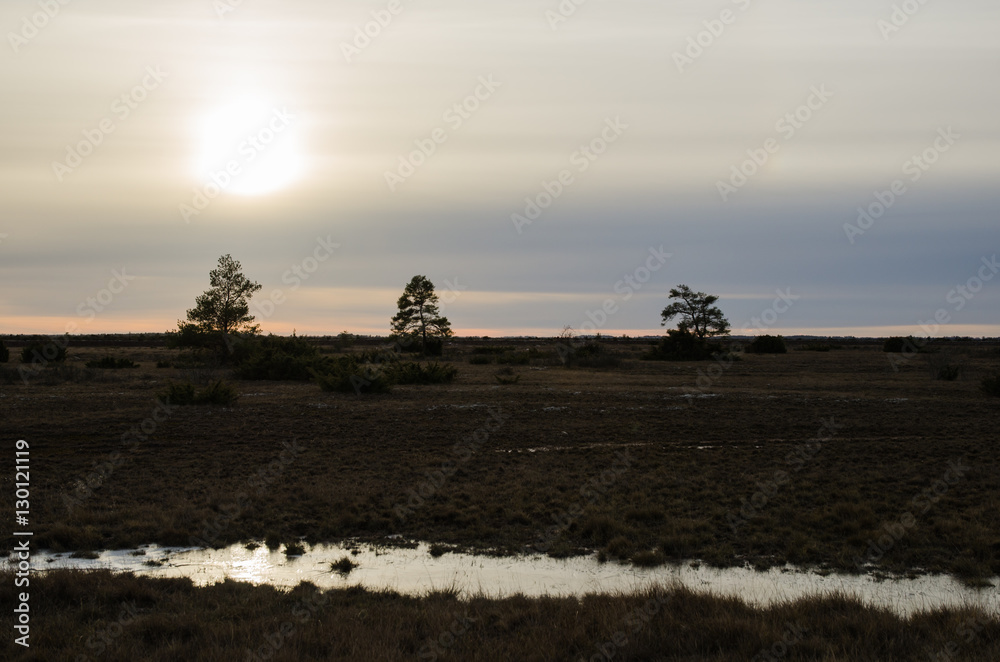 Fototapeta premium Trees in a gloomy grassland landscape