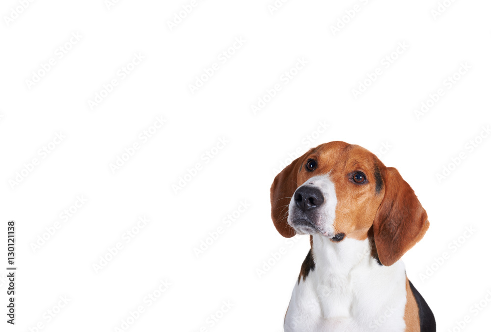 Happy handsome dogs head isolated on white background. Studio close up shot of beagle with free space.