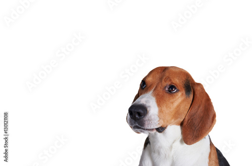 Close up portrait of dog with showing inquisitive look. a naughty dog isolated on white background. Copy space for advertising text.