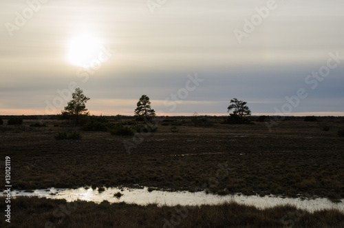 Trees in a gloomy grassland landscape