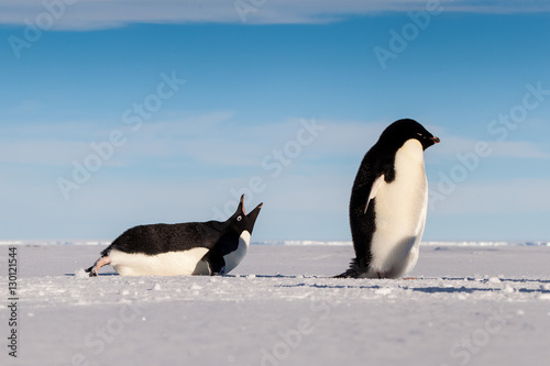 Adelie penguin yelling at his friend 