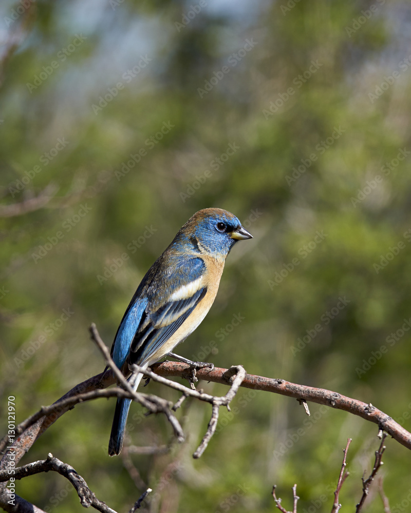 Lazuli bunting (Passerina amoena), male in winter plumage, Chiricahuas, Coronado National Forest, Arizona Lazuli bunting (Passerina amoena), male in winter plumage, Chiricahuas, Coronado National Forest, Arizona