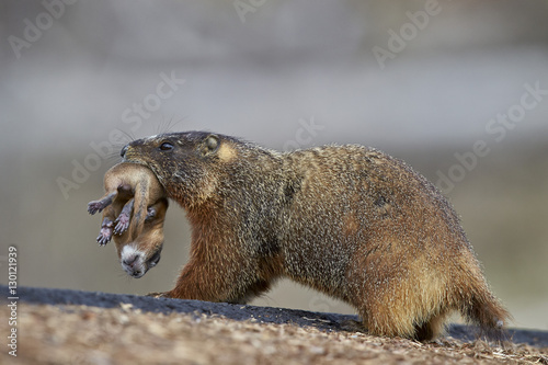 Yellow-bellied marmot (yellowbelly marmot) (Marmota flaviventris) carrying a pup, Yellowstone National Park, Wyoming photo