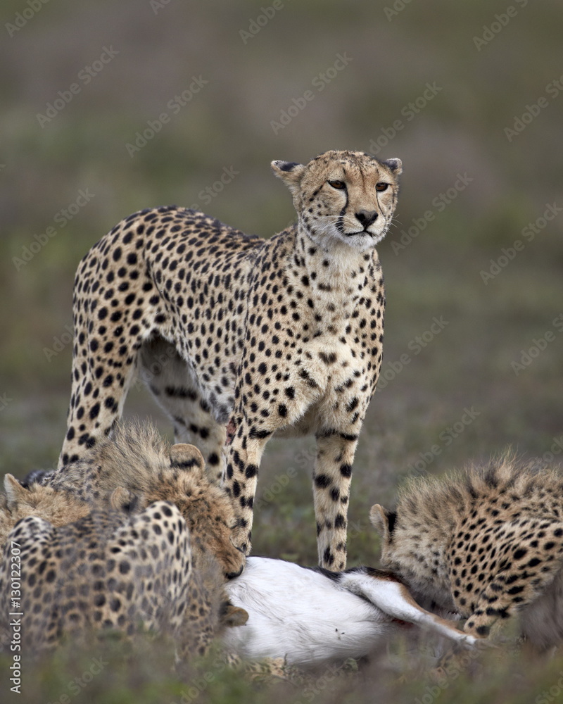 Cheetah (Acinonyx jubatus) mother at a kill with her three cubs, Serengeti National Park, Tanzania Cheetah (Acinonyx jubatus) mother at a kill with her three cubs, Serengeti National Park, Tanzania