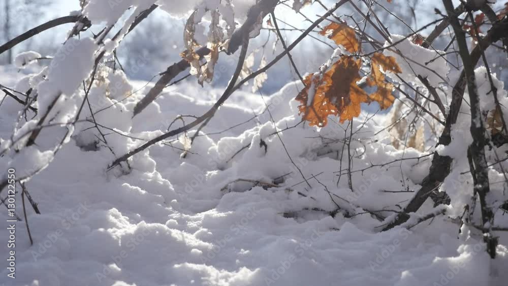 Slow motion golden oak tree leaf on snowed branches close-up 1920X1080 HD footage - Crystals of snow and frozen vegetation shallow DOF slow-mo 1080p FullHD video Slow motion golden oak tree leaf on snowed branches close-up 1920X1080 HD footage - Crystals of snow and frozen vegetation shallow DOF slow-mo 1080p FullHD video