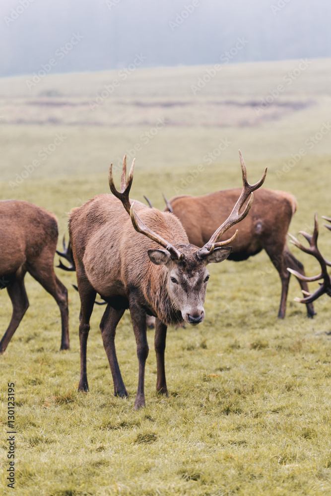 Fototapeta premium Red deer in foggy field