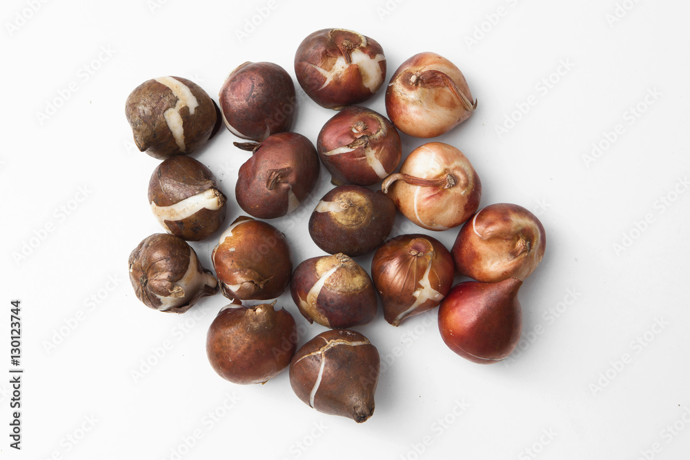 tulip bulbs for gardening tulip bulbs for gardening