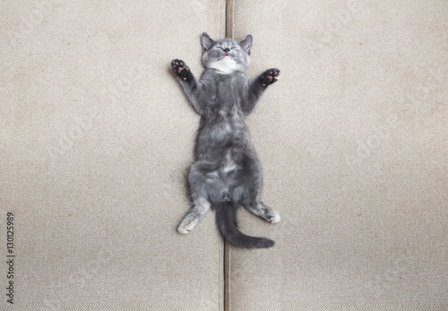 sleeping grey kitten