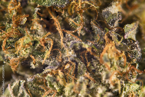 Macro detail of cannabis bud from  rockstar kush  marijuana stra