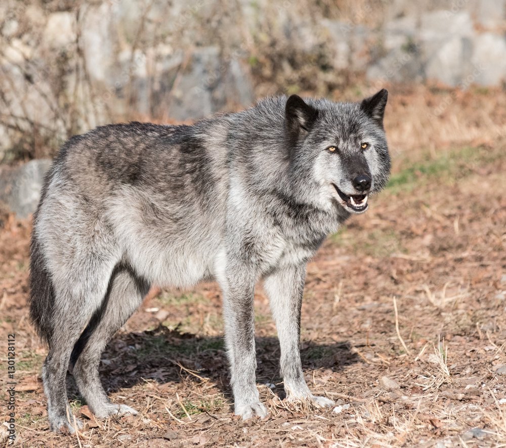 Rocky Mountain Grey Wolf