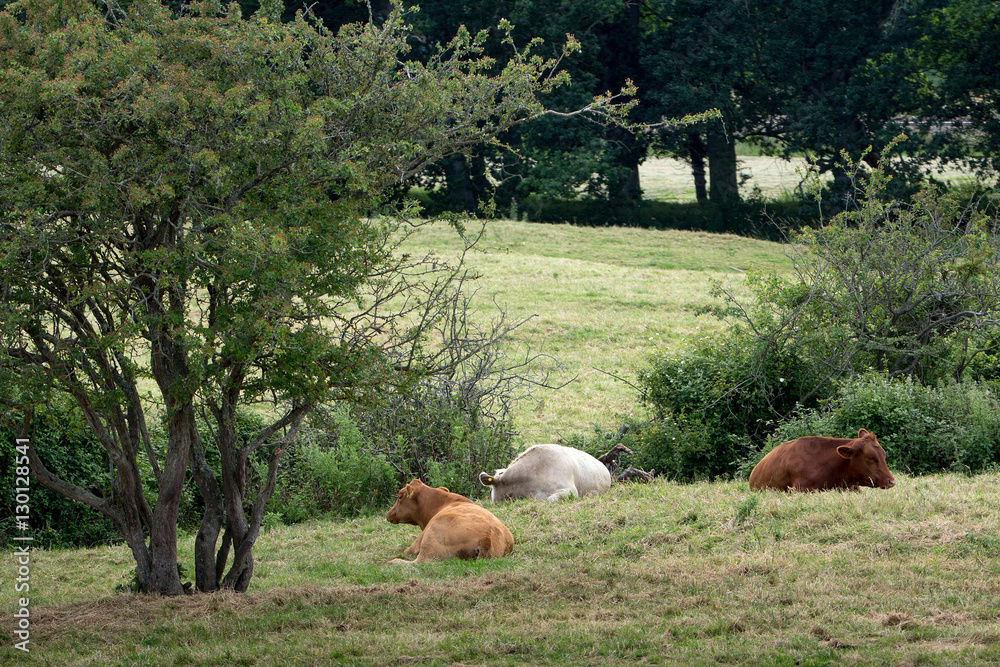 Obraz premium Three cows resting in a tree. Devon. England