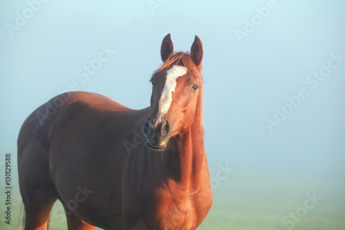 brown horse in morning sunlight