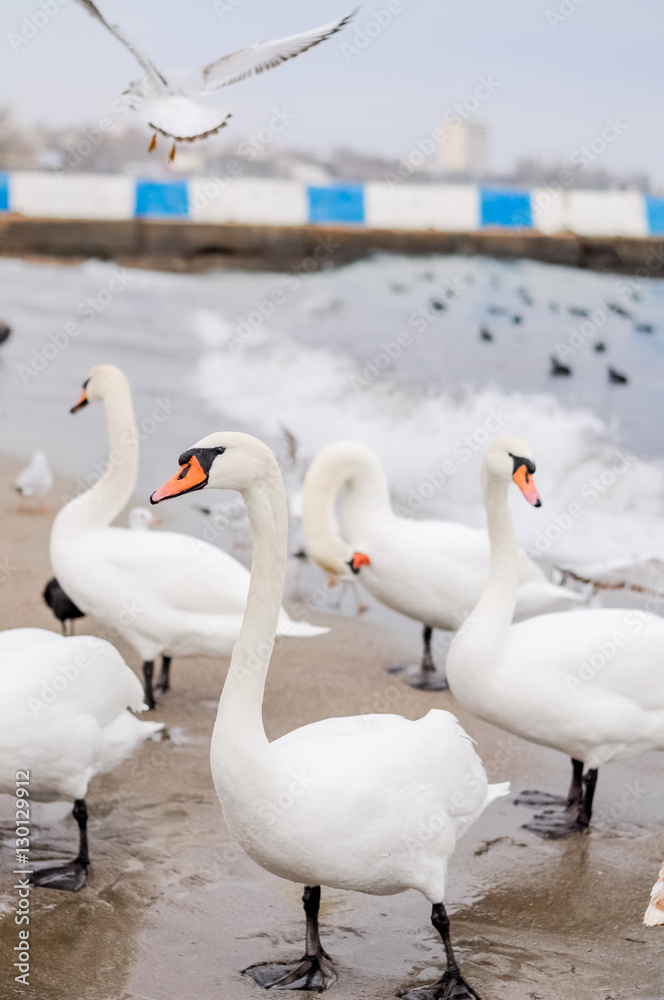 Swans wintering on the beach of the Black Sea Swans wintering on the beach of the Black Sea