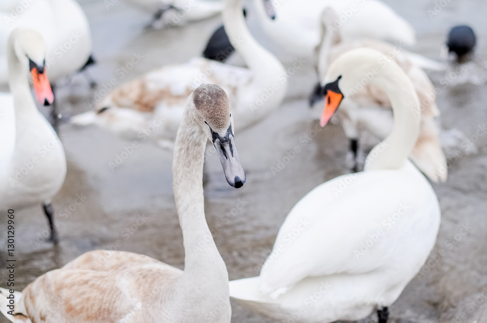 Fototapeta premium Swans wintering on the beach of the Black Sea